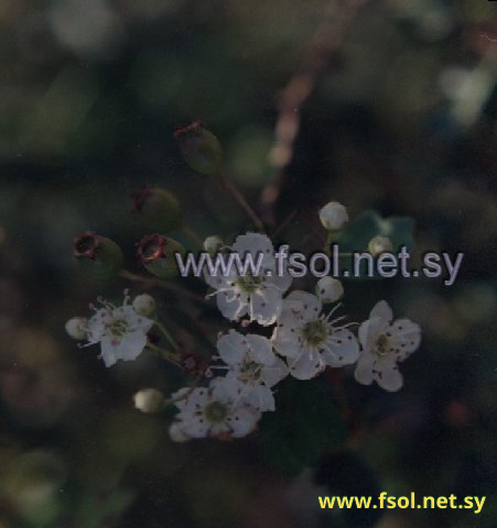 Crataegus monogyna Jacq.
